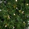 6ft. Pre-Lit Cactus Pine Artificial Christmas Tree, Warm White LED Lights